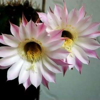 Echinopsis rhodotricha - 5 Seed Pack- Exotic Succulent Cactus - Insured Combined Shipping, NEW