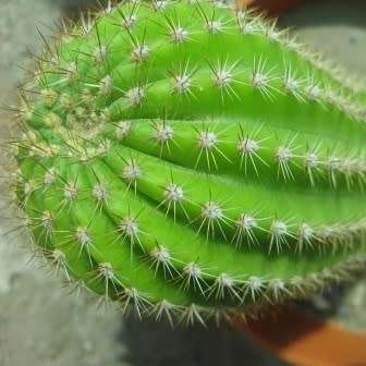 Echinopsis schickendantzii Seeds - Exotic Cactus Edible Fruit, Insured Combined Shipping, NEW