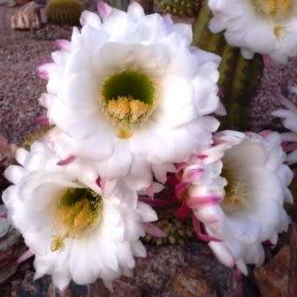 Echinopsis schickendantzii Seeds - Exotic Cactus Edible Fruit, Insured Combined Shipping, NEW