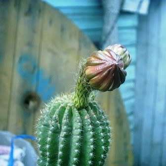 Echinopsis schickendantzii Seeds - Exotic Cactus Edible Fruit, Insured Combined Shipping, NEW