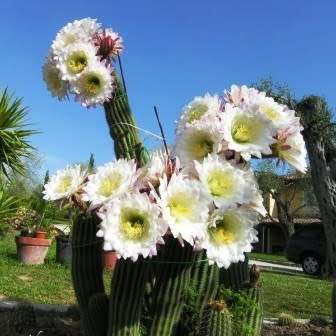 Echinopsis schickendantzii Seeds - Exotic Cactus Edible Fruit, Insured Combined Shipping, NEW