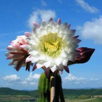 Echinopsis schickendantzii Seeds - Exotic Cactus Edible Fruit, Insured Combined Shipping, NEW