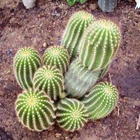 Echinopsis schickendantzii Seeds - Exotic Cactus Edible Fruit, Insured Combined Shipping, NEW