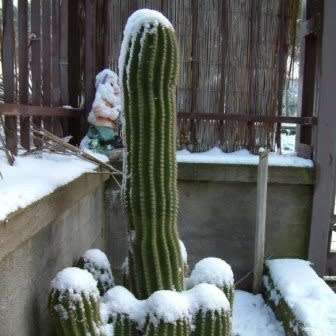 Echinopsis schickendantzii Seeds - Exotic Cactus Edible Fruit, Insured Combined Shipping, NEW