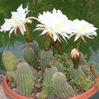 Echinopsis schickendantzii Seeds - Exotic Cactus Edible Fruit, Insured Combined Shipping, NEW