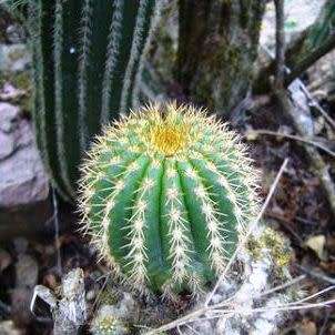 Echinopsis schickendantzii Seeds - Exotic Cactus Edible Fruit, Insured Combined Shipping, NEW