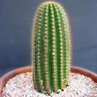 Echinopsis schickendantzii Seeds - Exotic Cactus Edible Fruit, Insured Combined Shipping, NEW