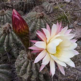 Echinopsis schickendantzii Seeds - Exotic Cactus Edible Fruit, Insured Combined Shipping, NEW