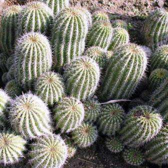 Echinopsis schickendantzii Seeds - Exotic Cactus Edible Fruit, Insured Combined Shipping, NEW