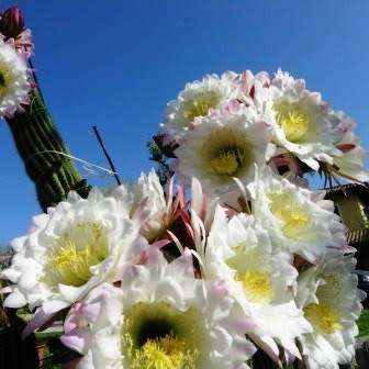 Echinopsis schickendantzii Seeds - Exotic Cactus Edible Fruit, Insured Combined Shipping, NEW