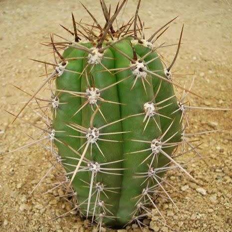 Echinopsis terscheckii Seeds - Cactus Succulent - Combined Global Shipping - NEW