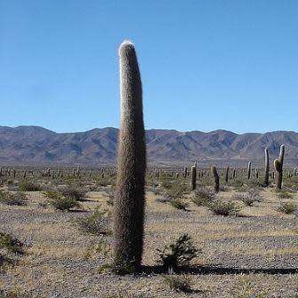 Echinopsis terscheckii Seeds - Cactus Succulent - Combined Global Shipping - NEW