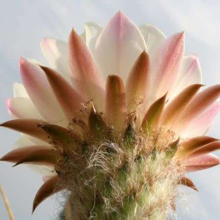 Echinopsis terscheckii Seeds - Cactus Succulent - Combined Global Shipping - NEW