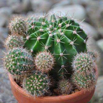 Echinopsis terscheckii Seeds - Cactus Succulent - Combined Global Shipping - NEW