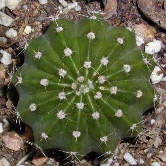 Echinopsis terscheckii Seeds - Cactus Succulent - Combined Global Shipping - NEW