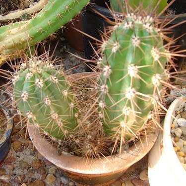 Echinopsis terscheckii Seeds - Cactus Succulent - Combined Global Shipping - NEW