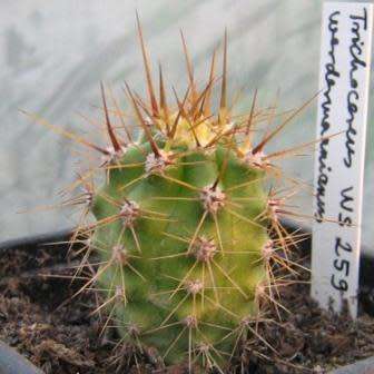 Echinopsis terscheckii Seeds - Cactus Succulent - Combined Global Shipping - NEW