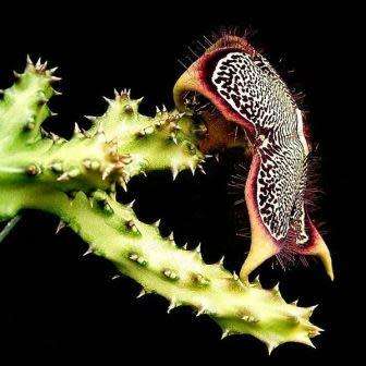 5 Edithcolea grandis Seeds - Succulent - RARE Stapeliad - Flat Ship Rate