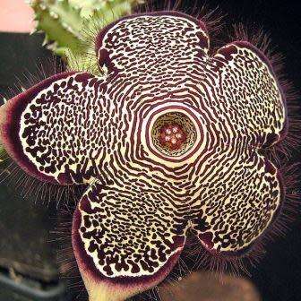 5 Edithcolea grandis Seeds - Succulent - RARE Stapeliad - Flat Ship Rate