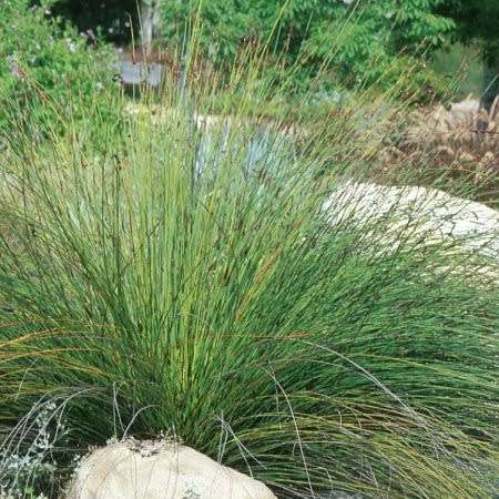 Large Cape Rush - Elegia elephantina Seeds - Endemic Indigenous Ornamental Grass - New