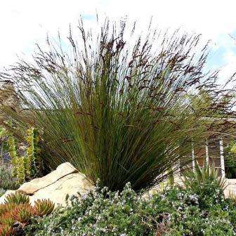 Large Cape Rush - Elegia elephantina Seeds - Endemic Indigenous Ornamental Grass - New