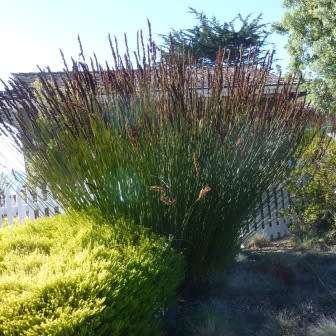 Large Cape Rush - Elegia elephantina Seeds - Endemic Indigenous Ornamental Grass - New