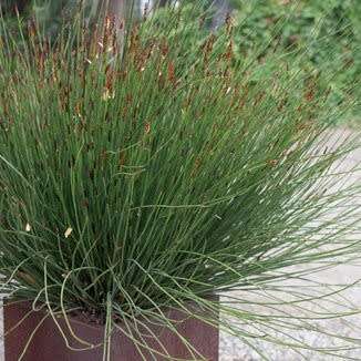 Large Cape Rush - Elegia elephantina Seeds - Endemic Indigenous Ornamental Grass - New