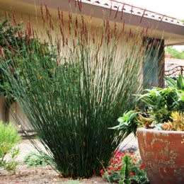 Large Cape Rush - Elegia elephantina Seeds - Endemic Indigenous Ornamental Grass - New
