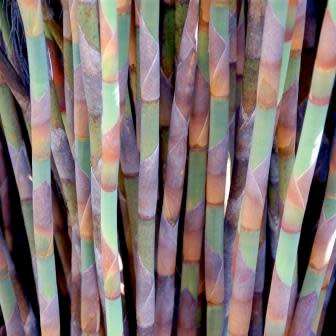 Large Cape Rush - Elegia elephantina Seeds - Endemic Indigenous Ornamental Grass - New