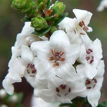 Epacris microphylla - Coast Coral Heath Seeds - Exotic Shrub