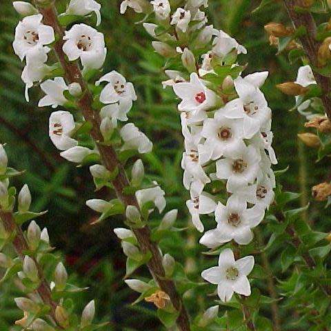 Epacris microphylla - Coast Coral Heath Seeds - Exotic Shrub