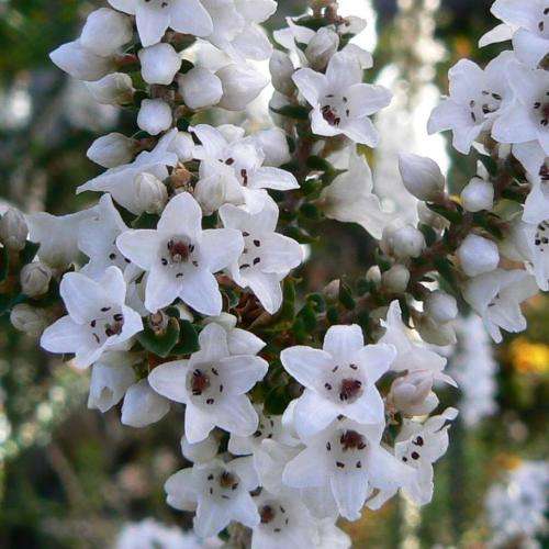 Epacris microphylla - Coast Coral Heath Seeds - Exotic Shrub