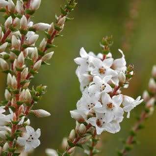 Epacris microphylla - Coast Coral Heath Seeds - Exotic Shrub