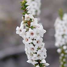 Epacris microphylla - Coast Coral Heath Seeds - Exotic Shrub