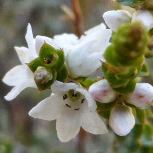 Epacris microphylla - Coast Coral Heath Seeds - Exotic Shrub