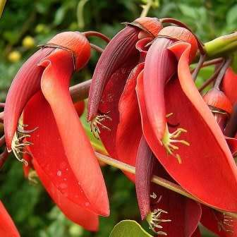 Erythrina crista-galli - 5 Seed Pack - Brazilian Cockspur Coral Tree - Exotic NEW