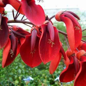 Erythrina crista-galli - 5 Seed Pack - Brazilian Cockspur Coral Tree - Exotic NEW
