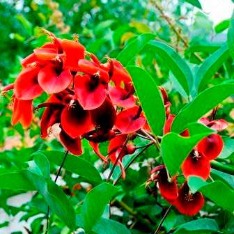 Erythrina crista-galli - 5 Seed Pack - Brazilian Cockspur Coral Tree - Exotic NEW