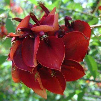 Erythrina crista-galli - 5 Seed Pack - Brazilian Cockspur Coral Tree - Exotic NEW