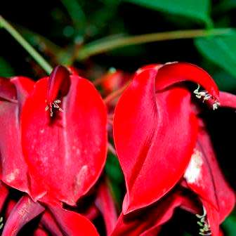 Erythrina crista-galli - 5 Seed Pack - Brazilian Cockspur Coral Tree - Exotic NEW