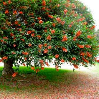 Erythrina crista-galli - 5 Seed Pack - Brazilian Cockspur Coral Tree - Exotic NEW