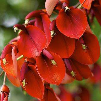 Erythrina crista-galli - 5 Seed Pack - Brazilian Cockspur Coral Tree - Exotic NEW