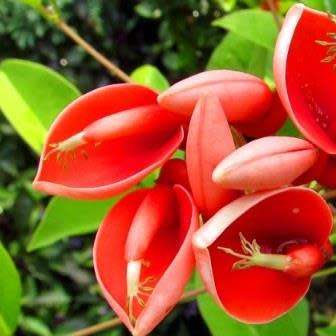 Erythrina crista-galli - 5 Seed Pack - Brazilian Cockspur Coral Tree - Exotic NEW