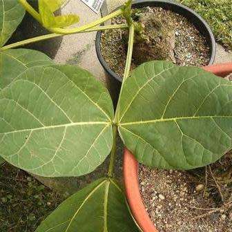 Erythrina zeyheri Seeds - Plough-breaker - RARE Indigenous Medicinal Caudiciform Shrub