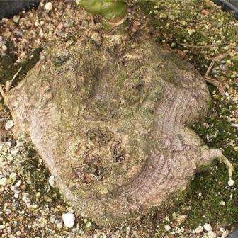 Erythrina zeyheri Seeds - Plough-breaker - RARE Indigenous Medicinal Caudiciform Shrub