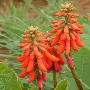 Erythrina zeyheri Seeds - Plough-breaker - RARE Indigenous Medicinal Caudiciform Shrub