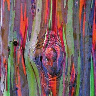 Eucalyptus deglupta - 10+ Seeds - Rainbow Eucalyptus, Mindanao Gum or Rainbow Gum Tree, NEW