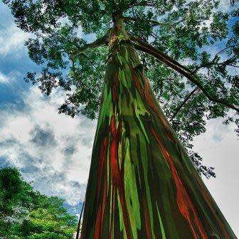 Eucalyptus deglupta - 10+ Seeds - Rainbow Eucalyptus, Mindanao Gum or Rainbow Gum Tree, NEW