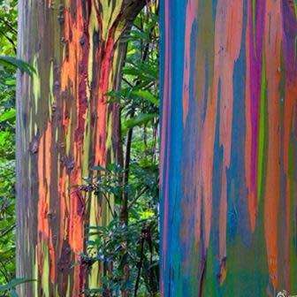 Eucalyptus deglupta - 10+ Seeds - Rainbow Eucalyptus, Mindanao Gum or Rainbow Gum Tree, NEW