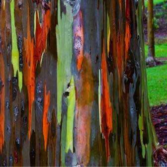 Eucalyptus deglupta - 10+ Seeds - Rainbow Eucalyptus, Mindanao Gum or Rainbow Gum Tree, NEW